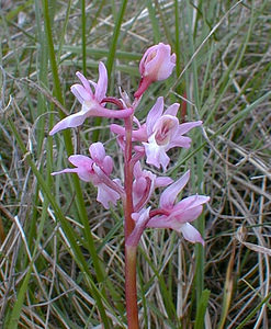 Orchis mascula (Orchidaceae)  - Orchis mâle - Early-purple Orchid Gard [France] 27/04/2001 - 660m