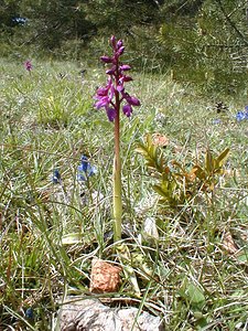 Orchis mascula (Orchidaceae)  - Orchis mâle - Early-purple Orchid Herault [France] 28/04/2001 - 720m