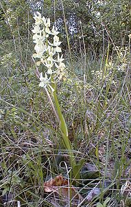 Orchis provincialis (Orchidaceae)  - Orchis de Provence Gard [France] 17/04/2001 - 360m