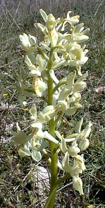 Orchis provincialis (Orchidaceae)  - Orchis de Provence Gard [France] 17/04/2001 - 360m