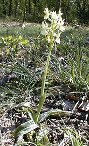 Orchis provincialis (Orchidaceae)  - Orchis de Provence Gard [France] 17/04/2001 - 360m