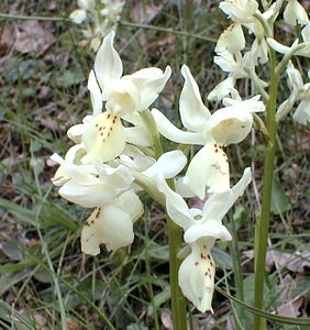 Orchis provincialis (Orchidaceae)  - Orchis de Provence Ardeche [France] 24/04/2001 - 210m