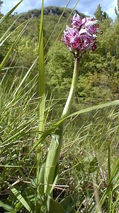 Orchis simia (Orchidaceae)  - Orchis singe - Monkey Orchid Gard [France] 27/04/2001 - 660m