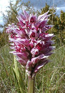 Orchis simia (Orchidaceae)  - Orchis singe - Monkey Orchid Gard [France] 27/04/2001 - 660m