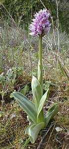 Orchis simia (Orchidaceae)  - Orchis singe - Monkey Orchid Gard [France] 28/04/2001 - 470m