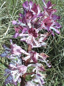 Orchis x hybrida (Orchidaceae)  - Orchis hybrideOrchis militaris x Orchis purpurea. Gard [France] 22/04/2001 - 180m