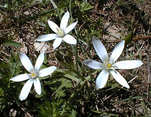 Ornithogalum umbellatum (Asparagaceae)  - Ornithogale en ombelle, Dame-d'onze-heures - Garden Star-of-Bethlehem Gard [France] 17/04/2001 - 140m