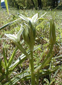 Ornithogalum umbellatum (Asparagaceae)  - Ornithogale en ombelle, Dame-d'onze-heures - Garden Star-of-Bethlehem Gard [France] 17/04/2001 - 140m