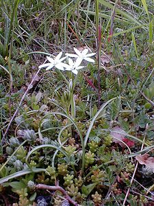 Ornithogalum umbellatum (Asparagaceae)  - Ornithogale en ombelle, Dame-d'onze-heures - Garden Star-of-Bethlehem Gard [France] 27/04/2001 - 660m