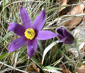 Pulsatilla vulgaris (Ranunculaceae)  - Pulsatille commune, Anémone pulsatille - Pasqueflower Aisne [France] 14/04/2001 - 120m