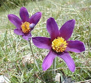 Pulsatilla vulgaris (Ranunculaceae)  - Pulsatille commune, Anémone pulsatille - Pasqueflower Herault [France] 28/04/2001 - 720m