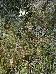 Saxifraga fragosoi (Saxifragaceae)  - Saxifrage de Fragoso, Saxifrage continentale Gard [France] 17/04/2001 - 140m