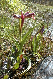 Serapias lingua (Orchidaceae)  - Sérapias langue, Sérapias à languette - Tongue-orchid Gard [France] 20/04/2001 - 330m