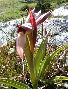 Serapias lingua (Orchidaceae)  - Sérapias langue, Sérapias à languette - Tongue-orchid Gard [France] 20/04/2001 - 330m