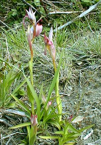 Serapias lingua (Orchidaceae)  - Sérapias langue, Sérapias à languette - Tongue-orchid Gard [France] 20/04/2001 - 330m