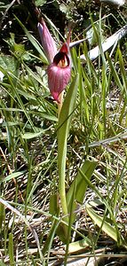 Serapias lingua (Orchidaceae)  - Sérapias langue, Sérapias à languette - Tongue-orchid Gard [France] 20/04/2001 - 330m