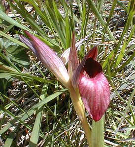 Serapias lingua (Orchidaceae)  - Sérapias langue, Sérapias à languette - Tongue-orchid Gard [France] 20/04/2001 - 330m