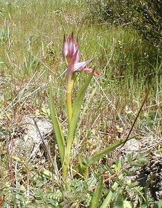 Serapias lingua (Orchidaceae)  - Sérapias langue, Sérapias à languette - Tongue-orchid Gard [France] 20/04/2001 - 330m