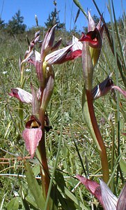 Serapias lingua (Orchidaceae)  - Sérapias langue, Sérapias à languette - Tongue-orchid Gard [France] 26/04/2001 - 570m