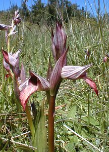 Serapias lingua (Orchidaceae)  - Sérapias langue, Sérapias à languette - Tongue-orchid Gard [France] 26/04/2001 - 570m