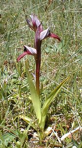 Serapias lingua (Orchidaceae)  - Sérapias langue, Sérapias à languette - Tongue-orchid Gard [France] 26/04/2001 - 570m