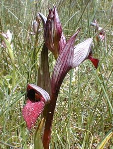 Serapias lingua (Orchidaceae)  - Sérapias langue, Sérapias à languette - Tongue-orchid Gard [France] 26/04/2001 - 570m