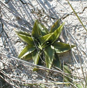 Spiranthes spiralis (Orchidaceae)  - Spiranthe d'automne, Spiranthe spiralée - Autumn Lady's-tresses Herault [France] 20/04/2001 - 200m