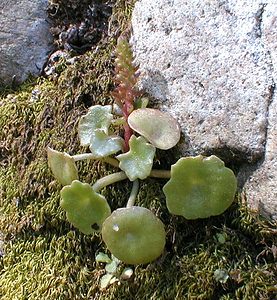 Umbilicus rupestris (Crassulaceae)  - Ombilic rupestre, Nombril-de-Vénus, Oreille-d'abbé, Ombilic des rochers - Navelwort Gard [France] 17/04/2001 - 140m