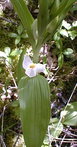 Cephalanthera damasonium (Orchidaceae)  - Céphalanthère à grandes fleurs, Céphalanthère pâle, Céphalanthère blanche, Elléborine blanche - White Helleborine Aisne [France] 12/05/2001 - 120m
