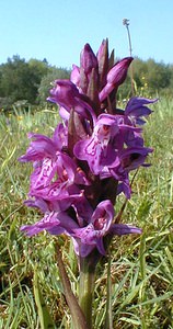 Dactylorhiza praetermissa (Orchidaceae)  - Dactylorhize négligé, Orchis négligé, Orchis oublié - Southern Marsh-orchid Pas-de-Calais [France] 24/05/2001 - 30m