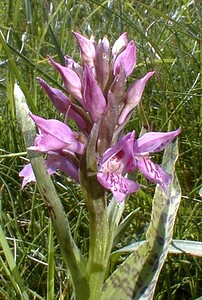 Dactylorhiza praetermissa (Orchidaceae)  - Dactylorhize négligé, Orchis négligé, Orchis oublié - Southern Marsh-orchid Pas-de-Calais [France] 24/05/2001 - 20m