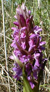 Dactylorhiza x wintonii (Orchidaceae)  - Dactylorhize de Winton, Orchis de WintonDactylorhiza incarnata subsp. incarnata x Dactylorhiza praetermissa subsp. praetermissa. Nord [France] 24/05/2001