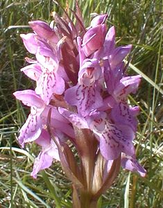 Dactylorhiza x wintonii (Orchidaceae)  - Dactylorhize de Winton, Orchis de WintonDactylorhiza incarnata subsp. incarnata x Dactylorhiza praetermissa subsp. praetermissa. Nord [France] 24/05/2001