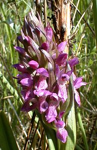 Dactylorhiza x wintonii (Orchidaceae)  - Dactylorhize de Winton, Orchis de WintonDactylorhiza incarnata subsp. incarnata x Dactylorhiza praetermissa subsp. praetermissa. Nord [France] 24/05/2001