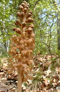 Neottia nidus-avis (Orchidaceae)  - Néottie nid-d'oiseau, Herbe aux vers - Bird's-nest Orchid Oise [France] 05/05/2001 - 100m