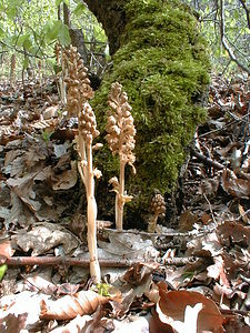 Neottia nidus-avis (Orchidaceae)  - Néottie nid-d'oiseau, Herbe aux vers - Bird's-nest Orchid Oise [France] 05/05/2001 - 100m