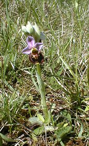 Ophrys fuciflora (Orchidaceae)  - Ophrys bourdon, Ophrys frelon - Late Spider-orchid Aisne [France] 12/05/2001 - 120m