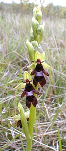 Ophrys insectifera (Orchidaceae)  - Ophrys mouche - Fly Orchid Aisne [France] 05/05/2001 - 120m