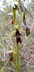 Ophrys insectifera (Orchidaceae)  - Ophrys mouche - Fly Orchid Aisne [France] 05/05/2001 - 120m