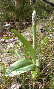 Orchis militaris (Orchidaceae)  - Orchis militaire, Casque militaire, Orchis casqué - Military Orchid Oise [France] 05/05/2001 - 100m