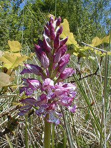 Orchis purpurea (Orchidaceae)  - Orchis pourpre, Grivollée, Orchis casque, Orchis brun - Lady Orchid Aisne [France] 12/05/2001 - 120m