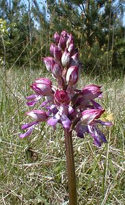 Orchis purpurea (Orchidaceae)  - Orchis pourpre, Grivollée, Orchis casque, Orchis brun - Lady Orchid Aisne [France] 12/05/2001 - 120m