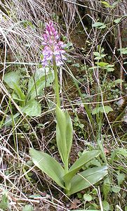 Orchis x hybrida (Orchidaceae)  - Orchis hybrideOrchis militaris x Orchis purpurea. Oise [France] 05/05/2001 - 70m