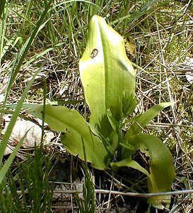 Platanthera chlorantha (Orchidaceae)  - Platanthère à fleurs verdâtres, Orchis vert, Orchis verdâtre, Plalatanthère des montagnes, Platanthère verdâtre - Greater Butterfly-orchid Nord [France] 24/05/2001