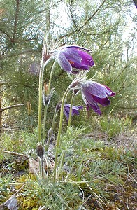 Pulsatilla vulgaris (Ranunculaceae)  - Pulsatille commune, Anémone pulsatille - Pasqueflower Oise [France] 05/05/2001 - 100m