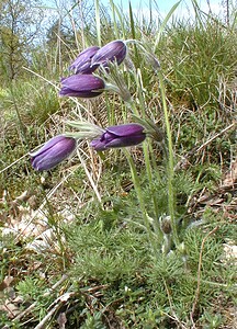 Pulsatilla vulgaris (Ranunculaceae)  - Pulsatille commune, Anémone pulsatille - Pasqueflower Oise [France] 05/05/2001 - 100m