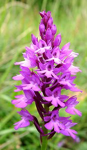 Anacamptis pyramidalis (Orchidaceae)  - Orchis pyramidal - Pyramidal Orchid Aisne [France] 15/06/2001 - 120m