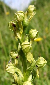 Coeloglossum viride (Orchidaceae)  - Coeloglosse vert, Orchis grenouille, Dactylorhize vert, Orchis vert - Frog Orchid Nord [France] 23/06/2001 - 220m