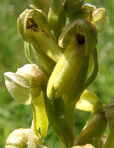 Coeloglossum viride (Orchidaceae)  - Coeloglosse vert, Orchis grenouille, Dactylorhize vert, Orchis vert - Frog Orchid Nord [France] 23/06/2001 - 220m