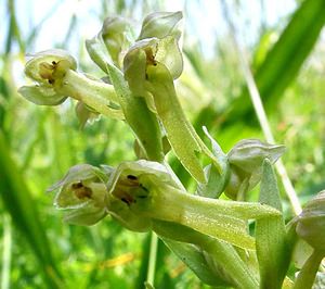 Coeloglossum viride (Orchidaceae)  - Coeloglosse vert, Orchis grenouille, Dactylorhize vert, Orchis vert - Frog Orchid Nord [France] 23/06/2001 - 220m